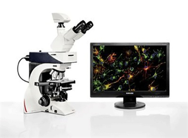 荧光显微镜图片